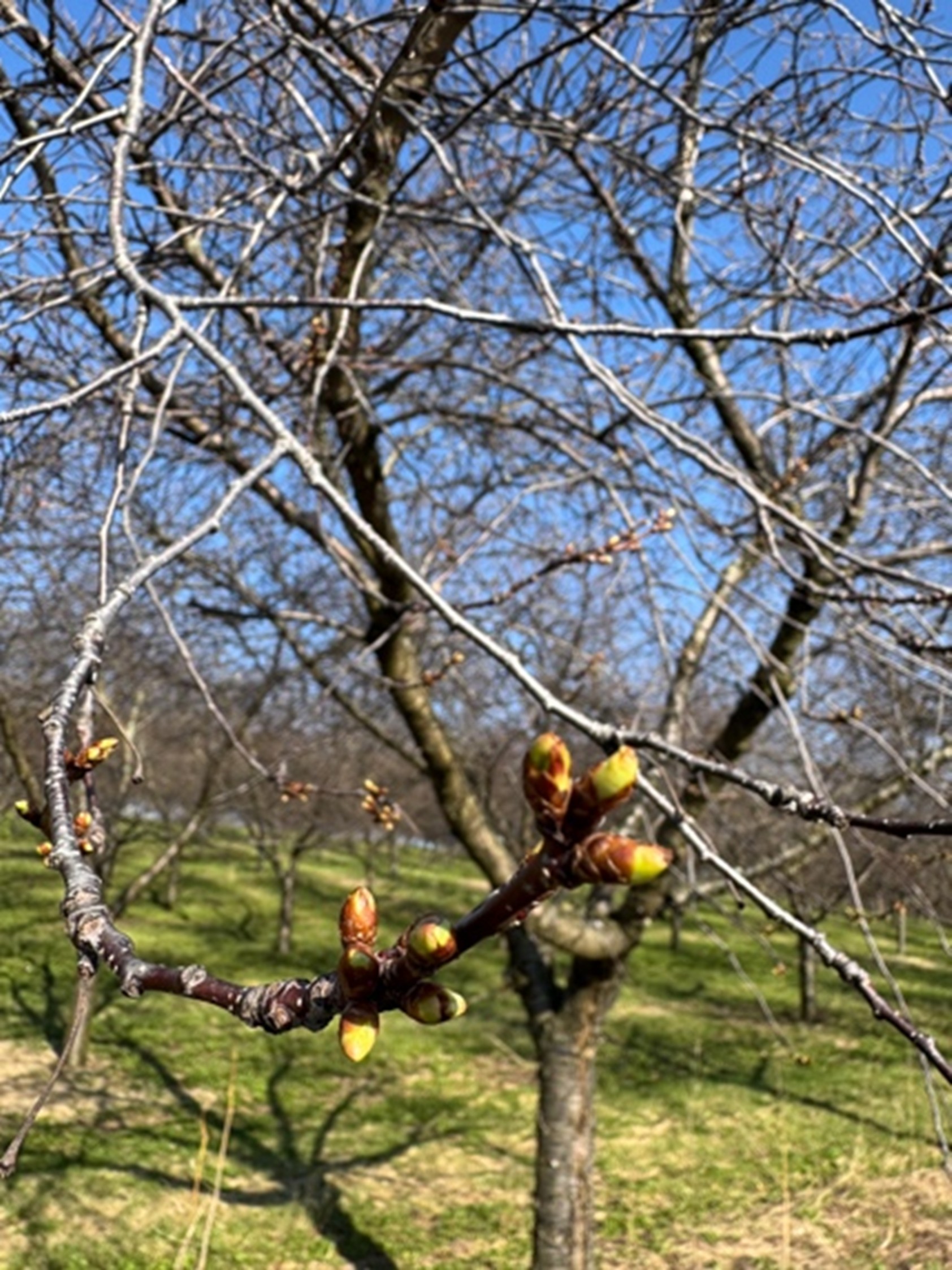 A Montmorency cherry tree in April with buds starting to turn green.